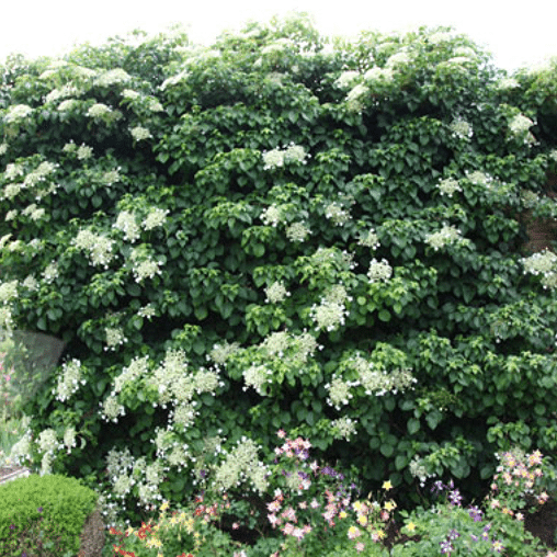 Hydrangea anomala 'Petiolaris'